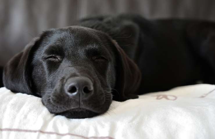 Labrador Retriever dorme