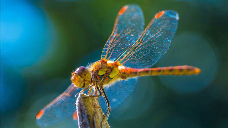 Libellula