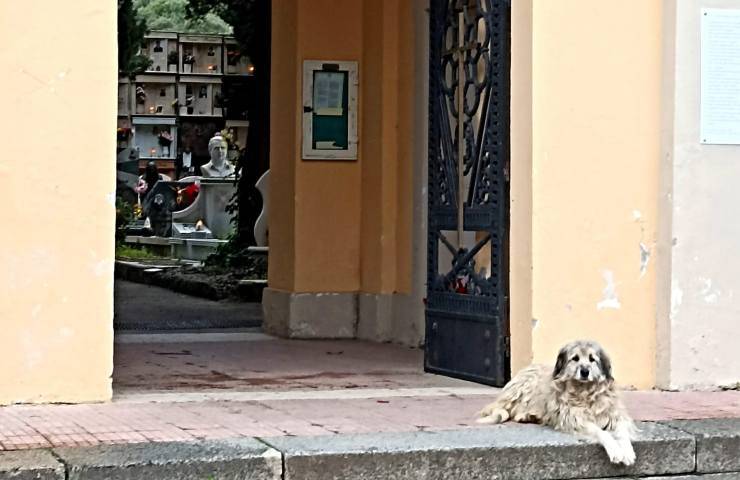 cane cimitero