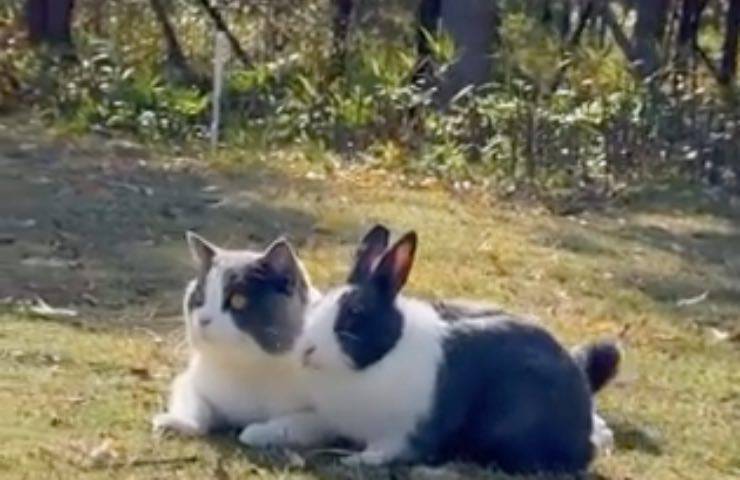 gatto amicizia coniglietto inseparabili