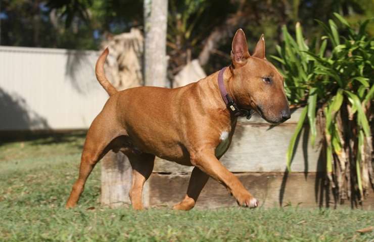 Miniature Bull Terrier