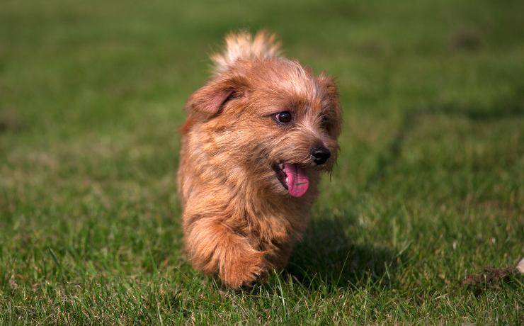 Norfolk Terrier