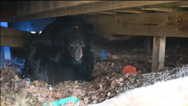 Oso hibernando en cobertizo descubierto por perro aterrorizado (Video de pantalla)