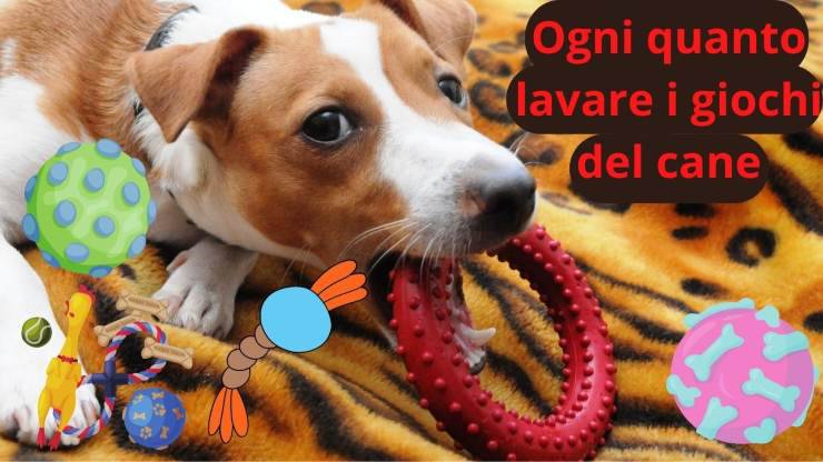 Giocattoli per il cane