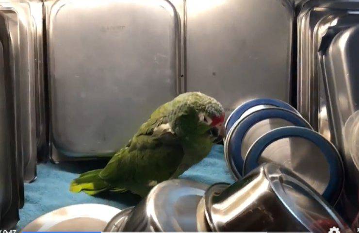 lava piatti pappagallo addormenta
