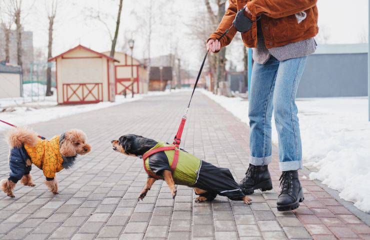 Cane piccola taglia