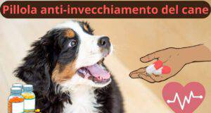 Pillola anti-invecchiamento per i cani