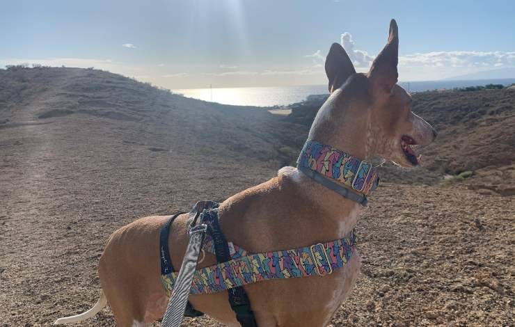 podenco canario di spalle