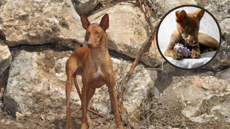 podenco canario