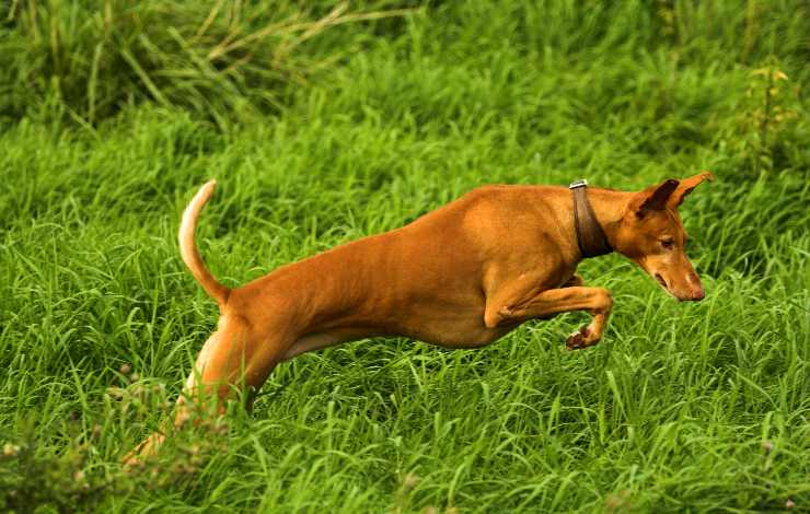 Podenco Canario