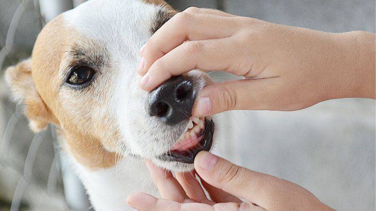 Controllare la bocca del cane