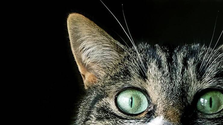 Occhi verdi nel gatto