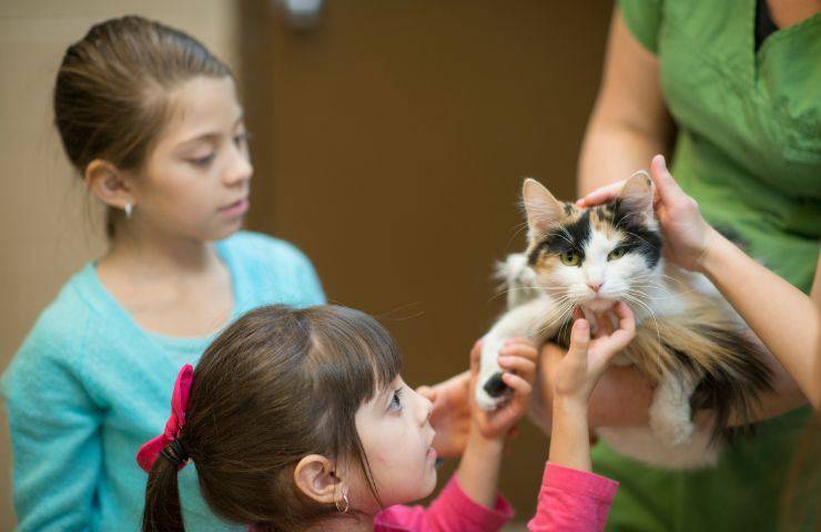 Come scegliere il nome per un gatto in famiglia