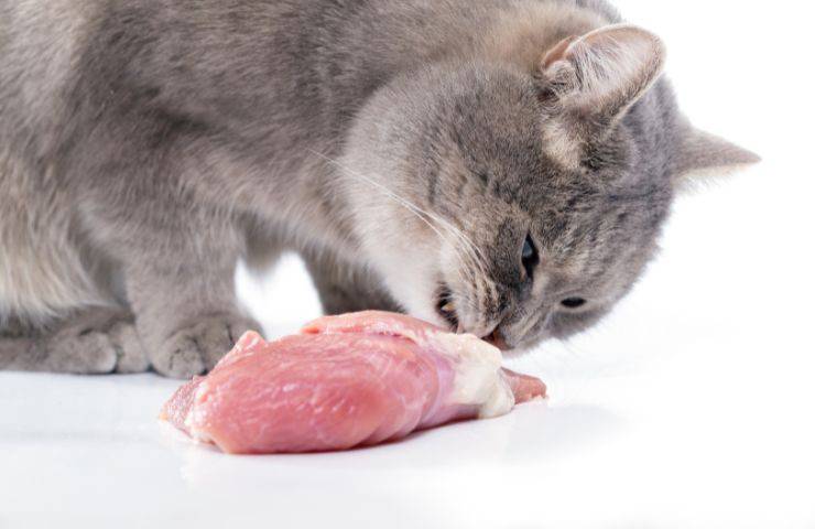 Gatto mangia carne