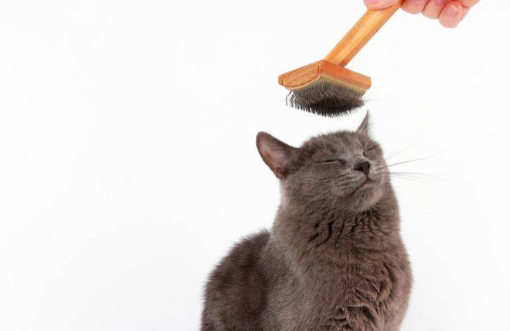 cepillar al gato
