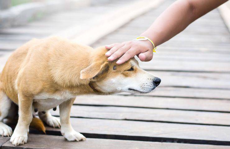 Accarezzare cane in strada