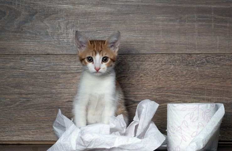 gato y papel higienico