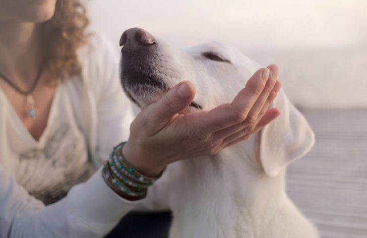 Coccole al cane