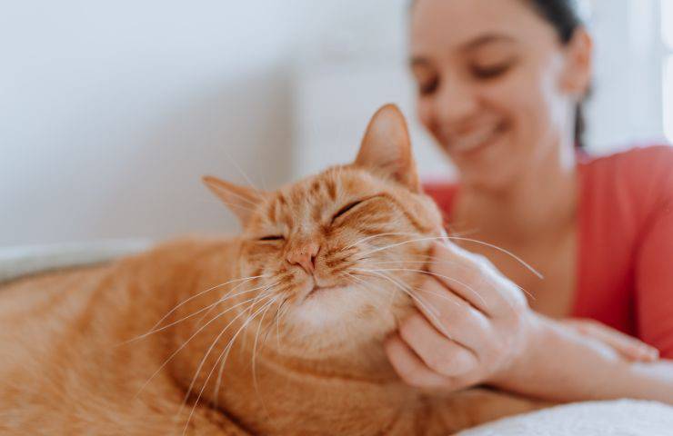 Come si massaggia il gatto