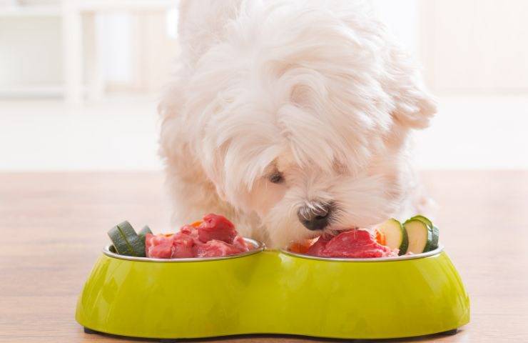 Carne e verdure al cane
