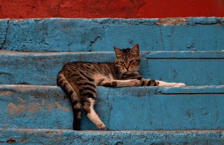 gato en las escaleras