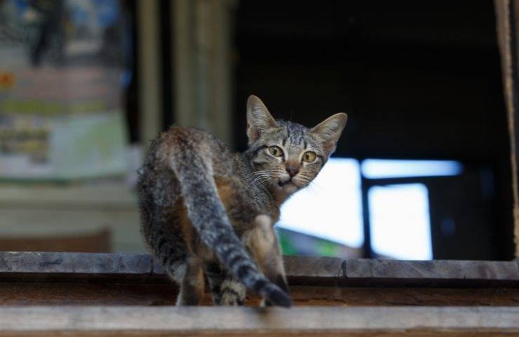 gattino sul gradino