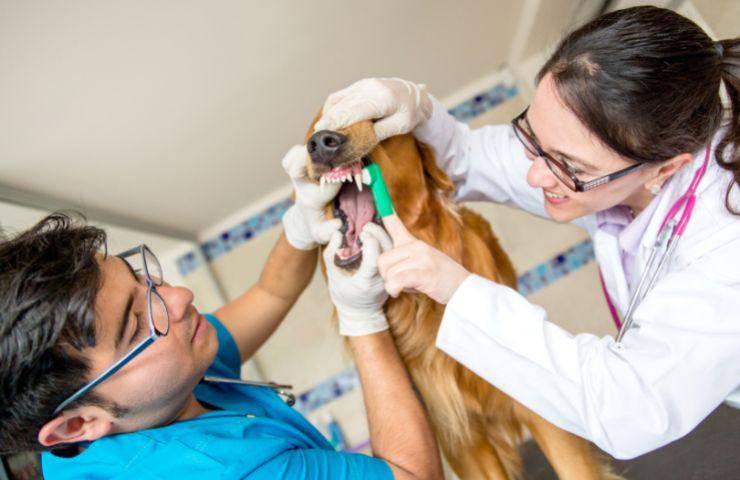 Controllo dentale dal veterinario