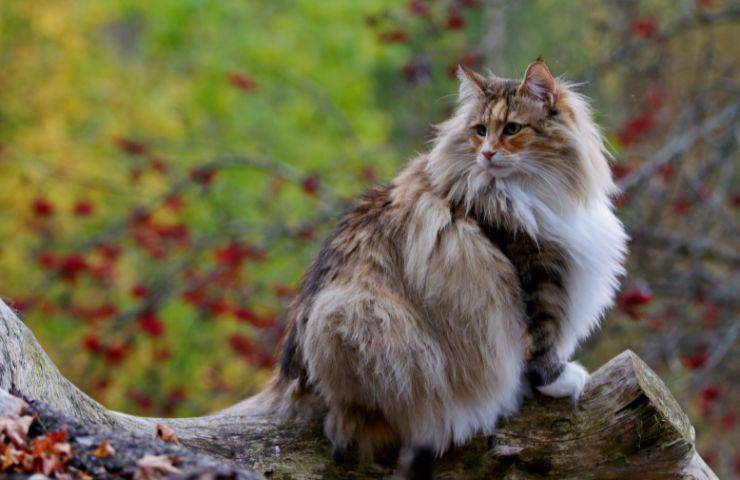 Gatto Norvegese delle foreste