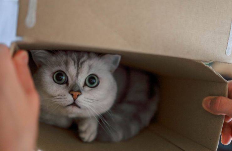 Trovare un gatto nella scatola