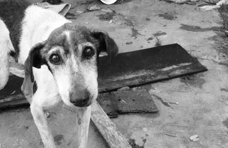 cani vivono fango feci