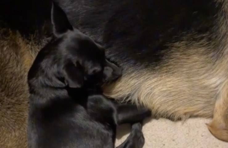 cagnolina stormy aiuta morte