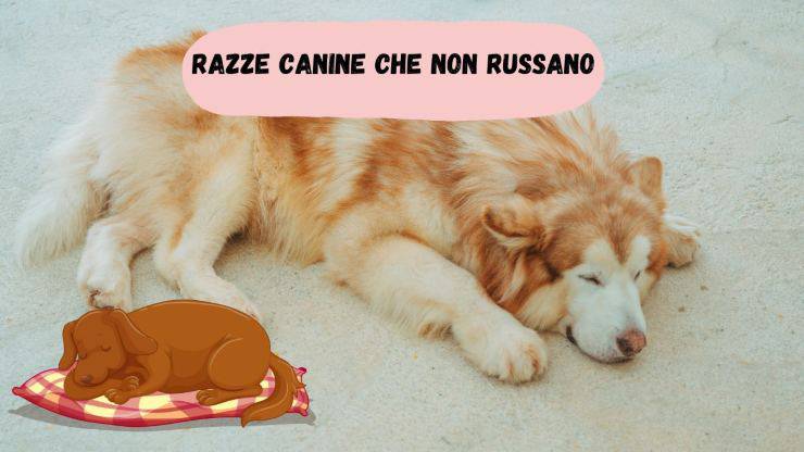 Razze di cani che non russano