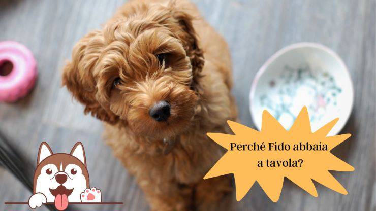 Perché il cane abbaia a tavola