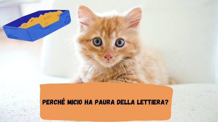 Il gatto ha paura della lettiera