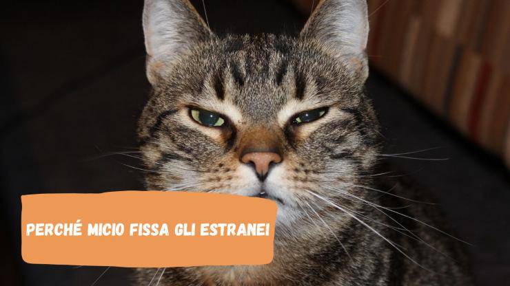 Perché il gatto fissa gli estranei