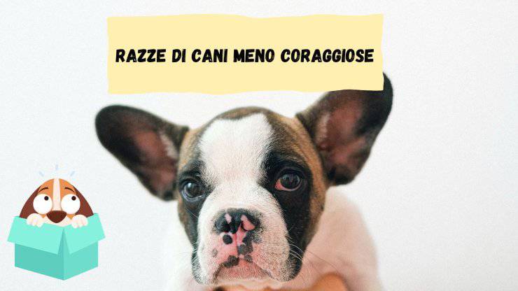 Razze di cani meno coraggiose