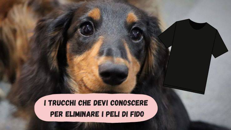 Peli di cane sui vestiti neri