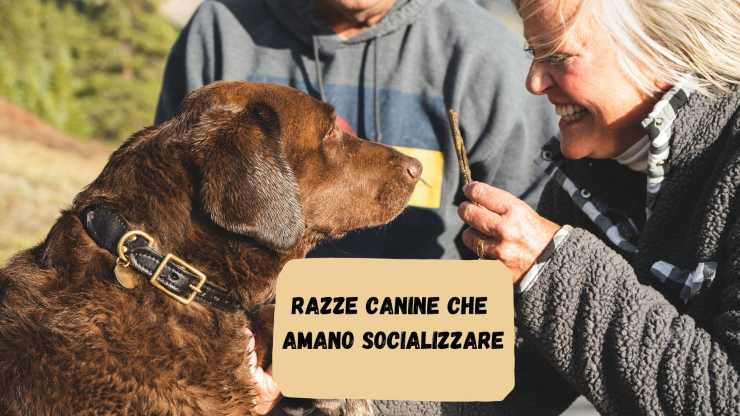 Razze di cani che amano socializzare