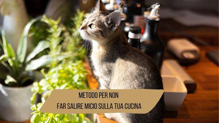 Come non far salire il gatto sulla cucina