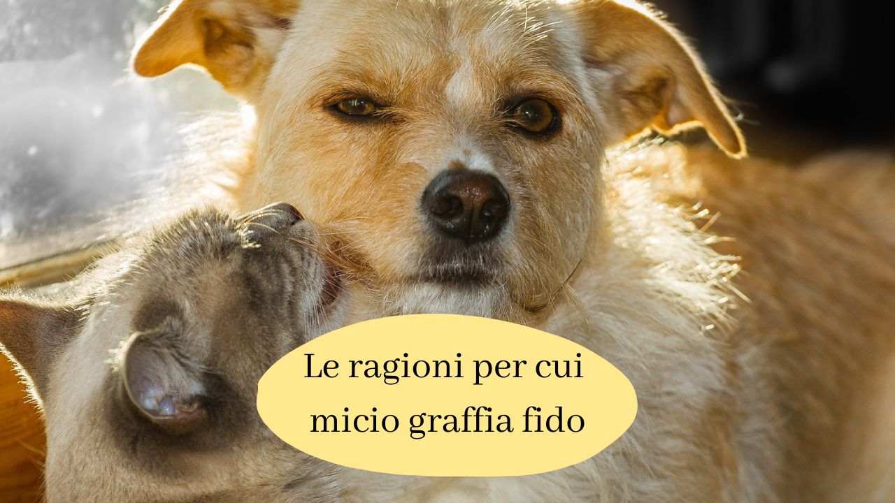 Il gatto graffia sempre il cane qual è il significato dell