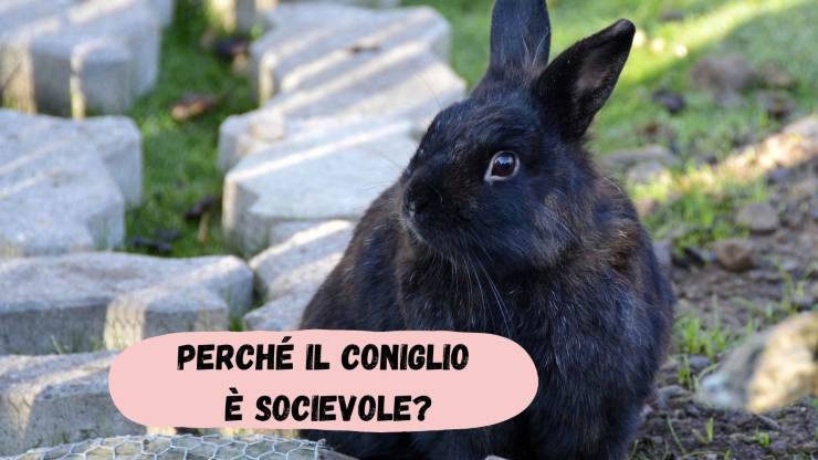Perché il coniglio è socievole