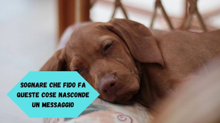 Sognare il cane che fa questo