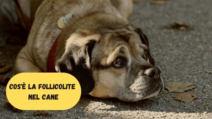 Follicolite Nel Cane Quali Sono Le Cause I Sintomi La Diagnosi E La Sua Cura