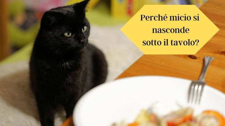 Il gatto si nasconde sotto il tavolo