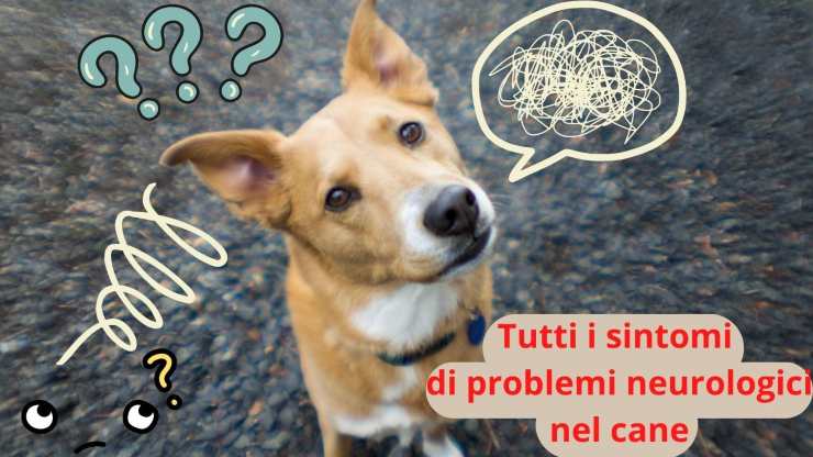 Malattie al cervello nel cane