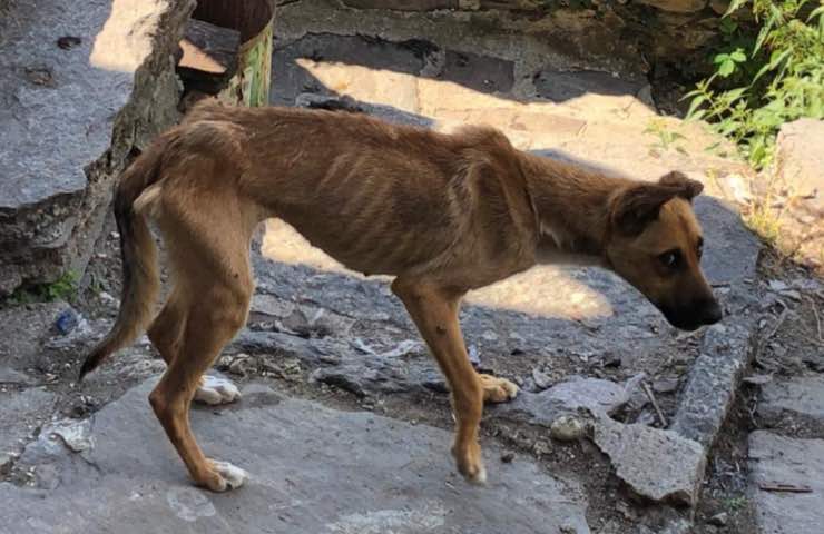 cani vivono fango feci