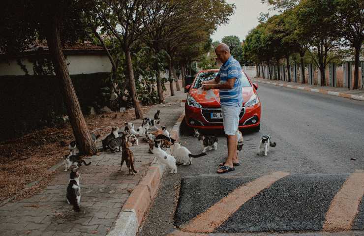 Uomo con gatti