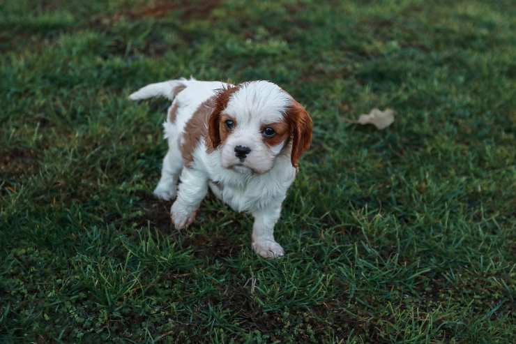 Il cagnolino in movimento