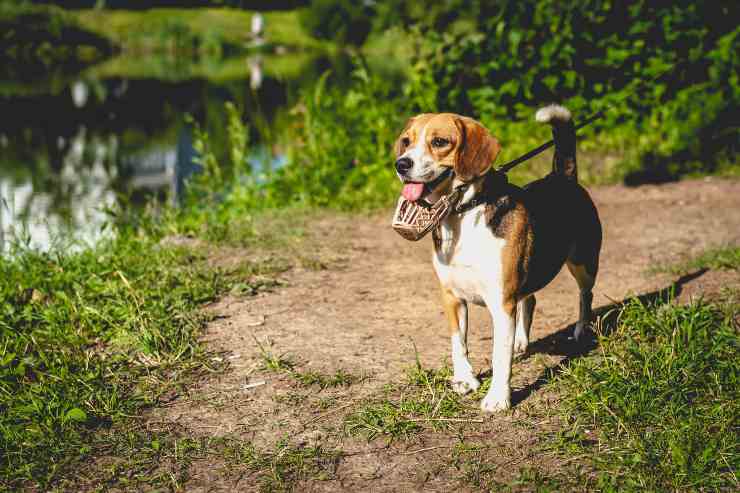 Fido e il suo comportamento