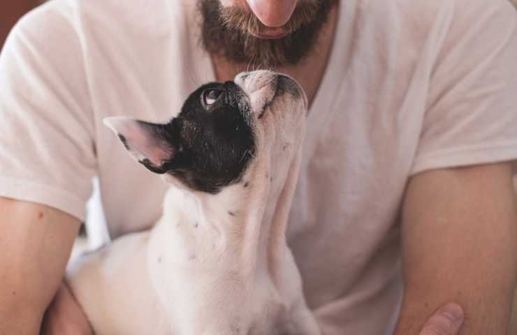 Cane guarda uomo